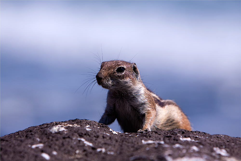 Atlashörnchen