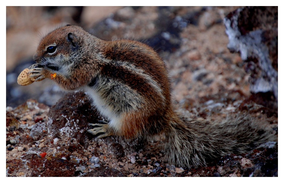 Atlashörnchen...