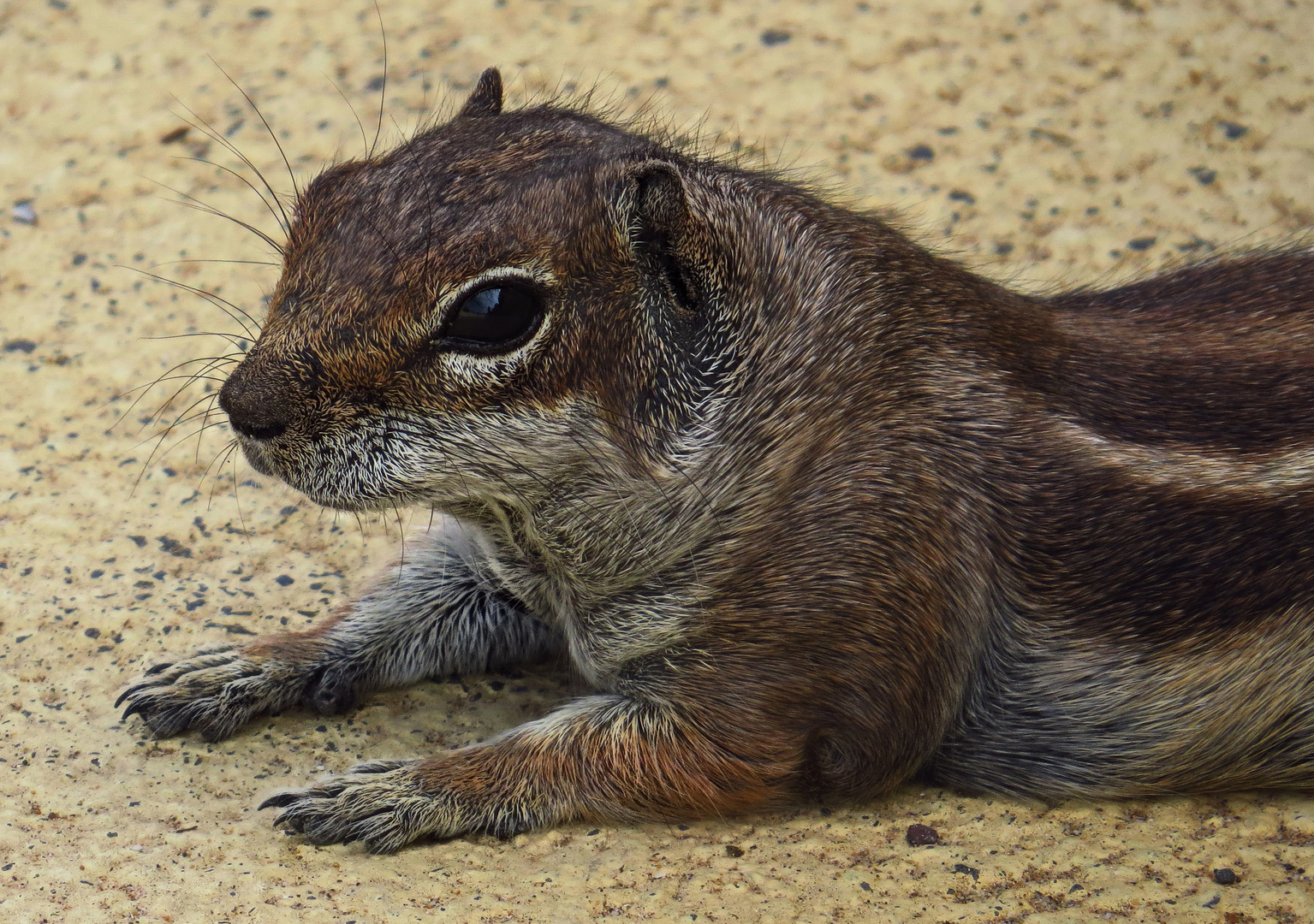 Atlashörnchen