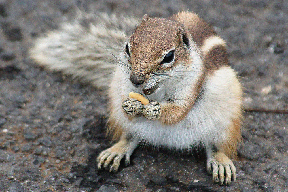 Atlashörnchen (Atlantoxerus getulus)