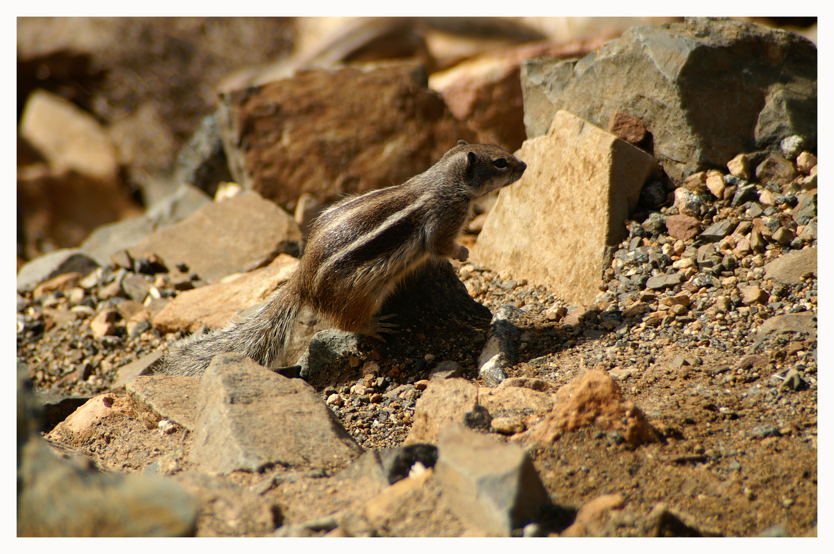 Atlashörnchen auf Fuerteventura