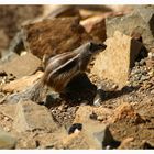 Atlashörnchen auf Fuerteventura