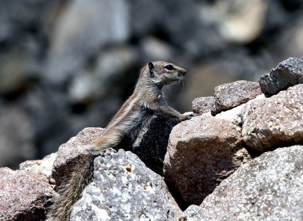 Atlashörnchen auf Fuerteventura 1