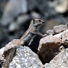 Atlashörnchen auf Fuerteventura 1