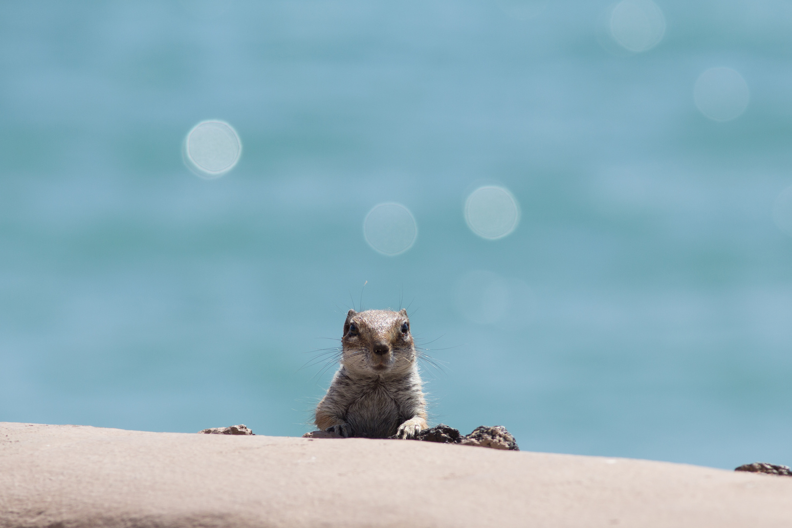 Atlashörnchen auf Fuerteventura