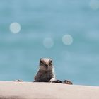 Atlashörnchen auf Fuerteventura