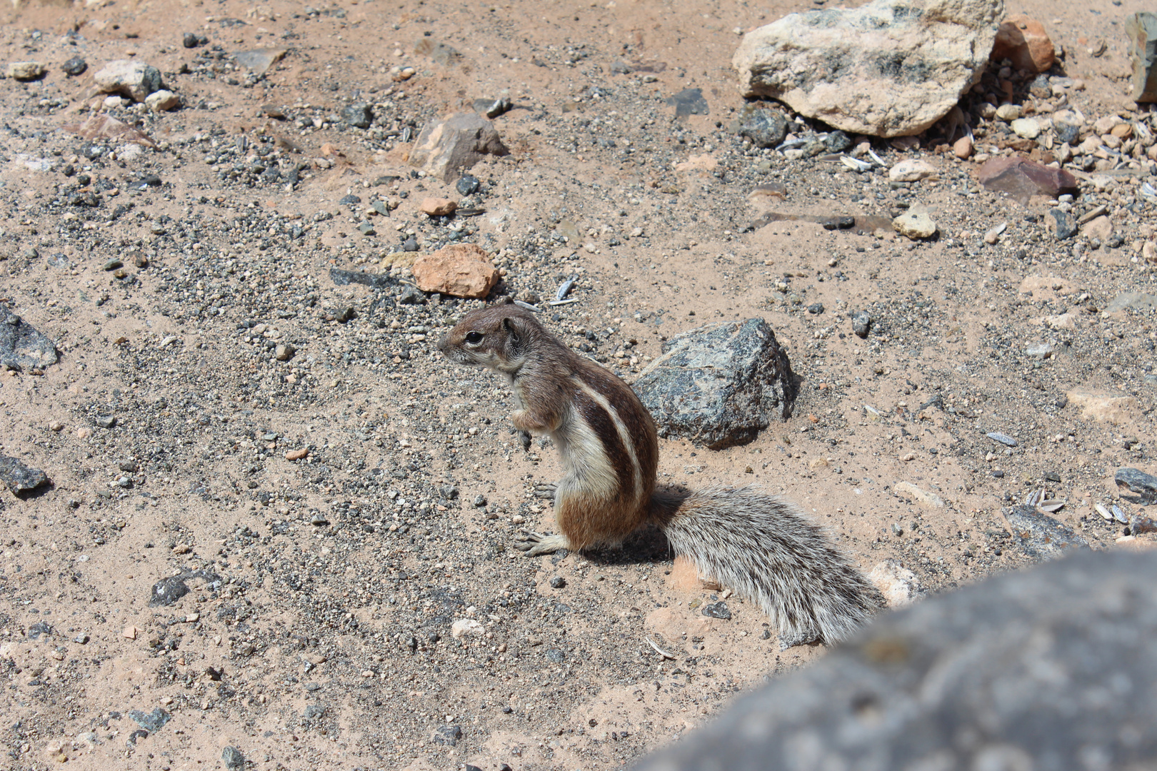 Atlashörnchen auf Fuerteventura