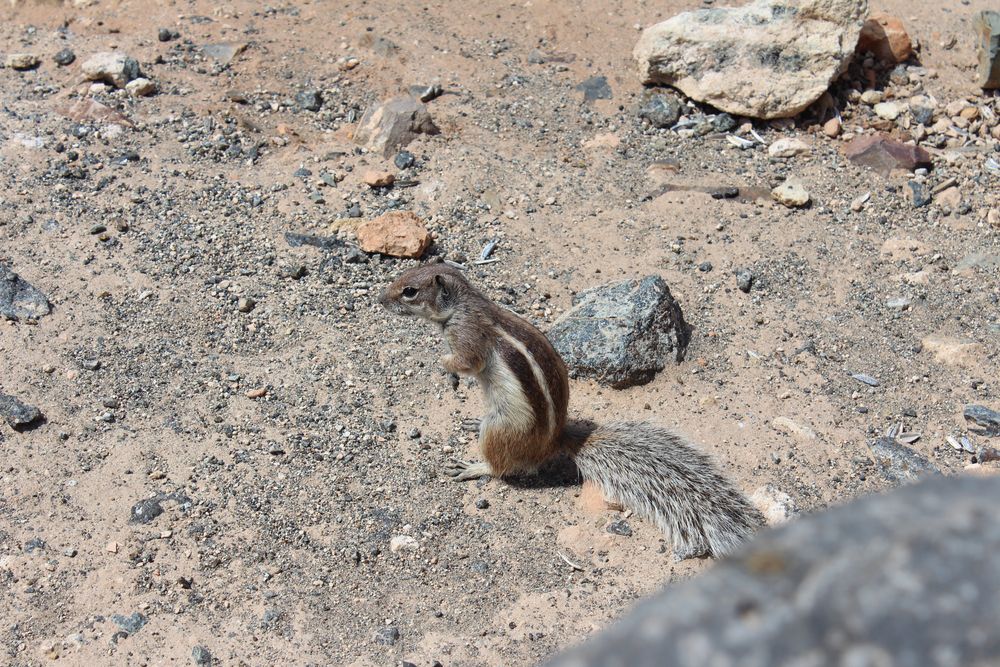 Atlashörnchen auf Fuerteventura