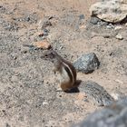 Atlashörnchen auf Fuerteventura