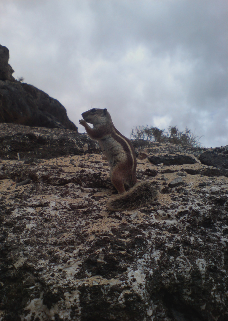 Atlashörnchen auf Fuerteventura