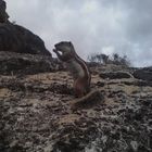 Atlashörnchen auf Fuerteventura