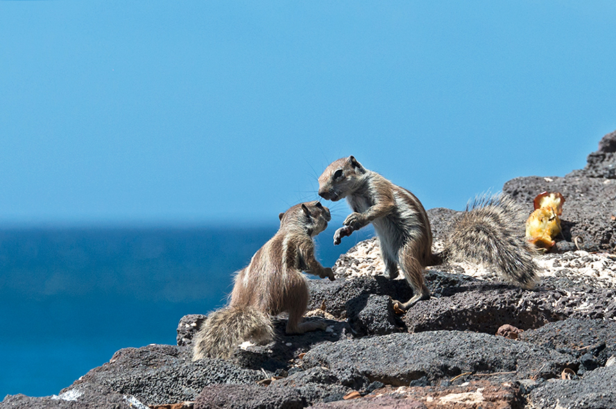 Atlashörnchen auf Fuerteventura