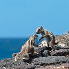 Atlashörnchen auf Fuerteventura