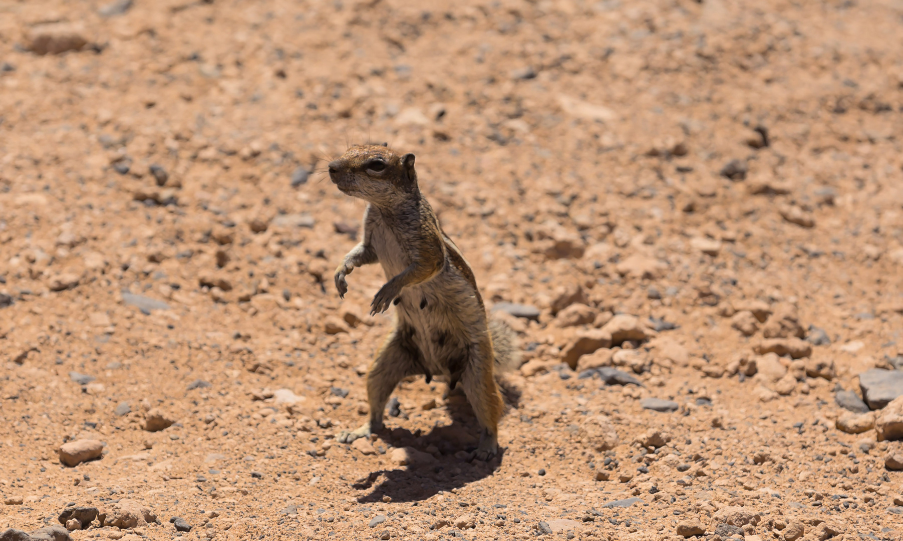 Atlashörnchen auf Fuerteventura