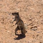 Atlashörnchen auf Fuerteventura