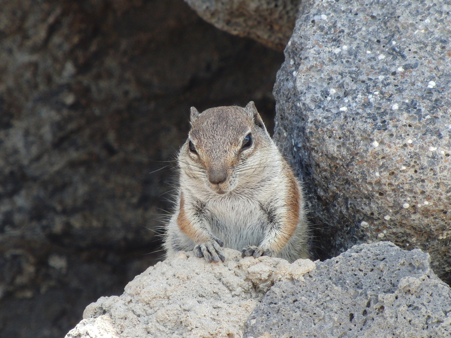 Atlashörnchen auf Fuerteventura