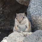 Atlashörnchen auf Fuerteventura