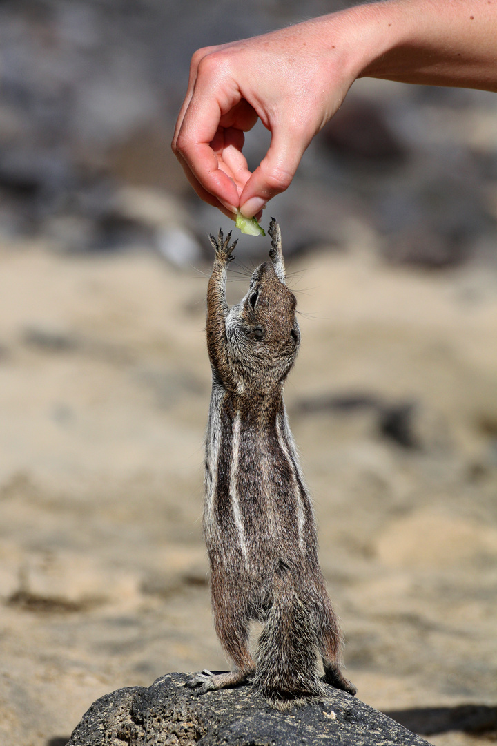 Atlashörnchen auf Fuerteventura