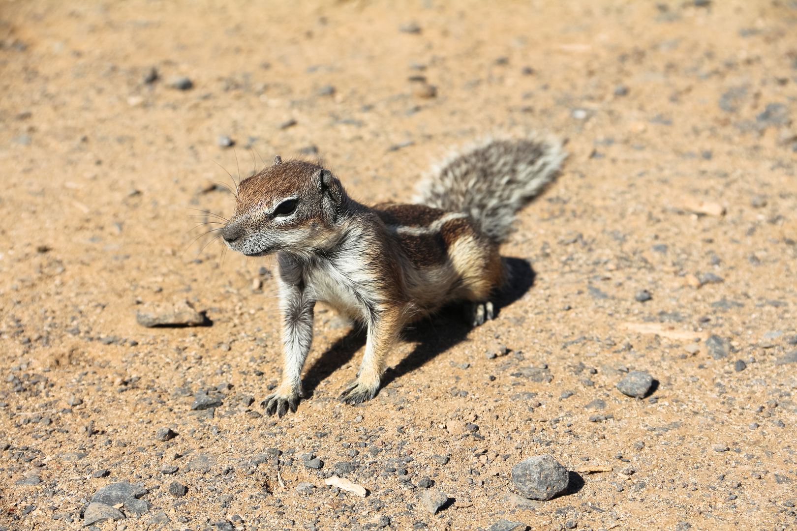 Atlashörnchen auf Fuerteventura