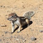 Atlashörnchen auf Fuerteventura