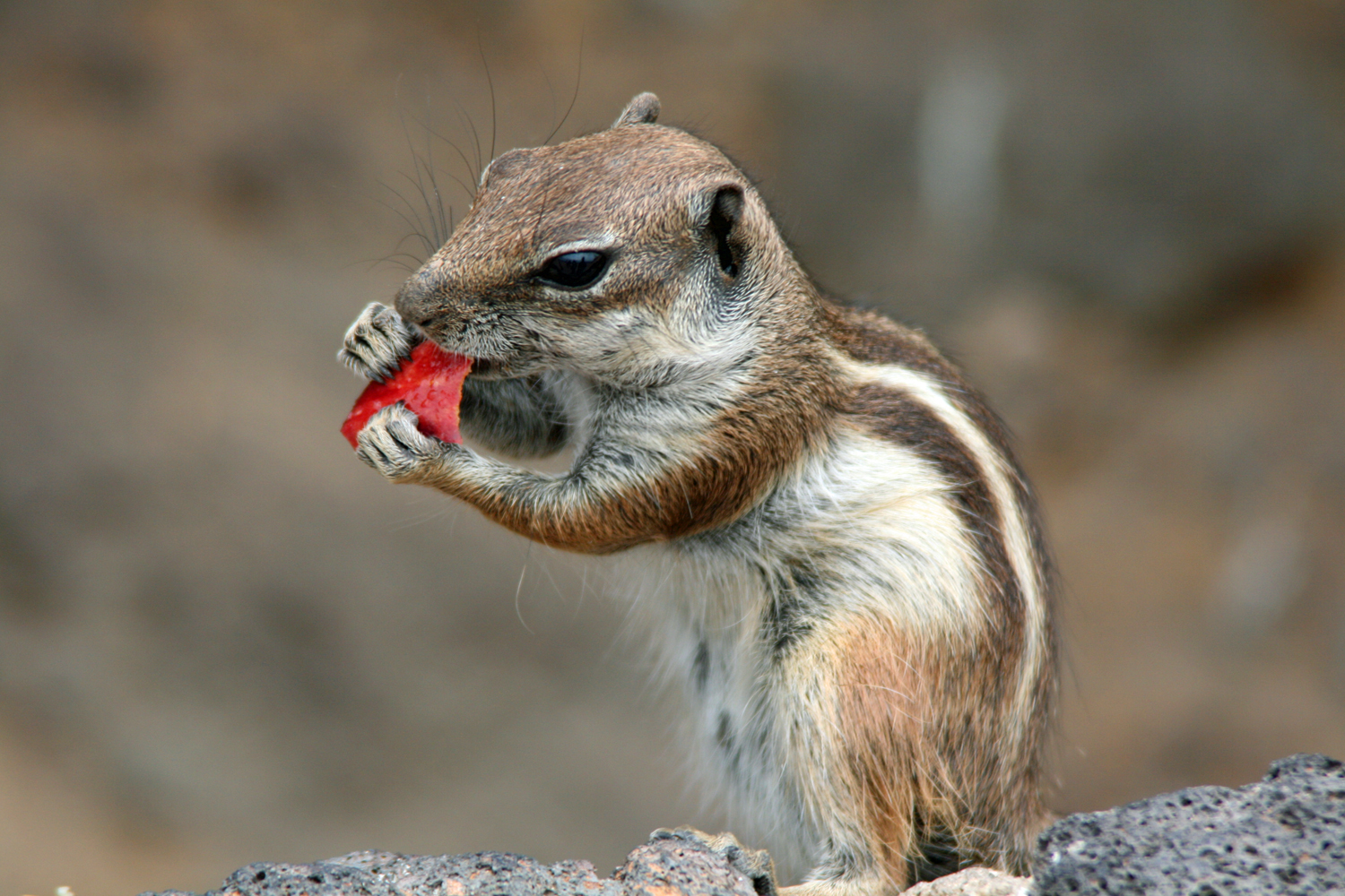 Atlashörnchen auf Fuerteventura