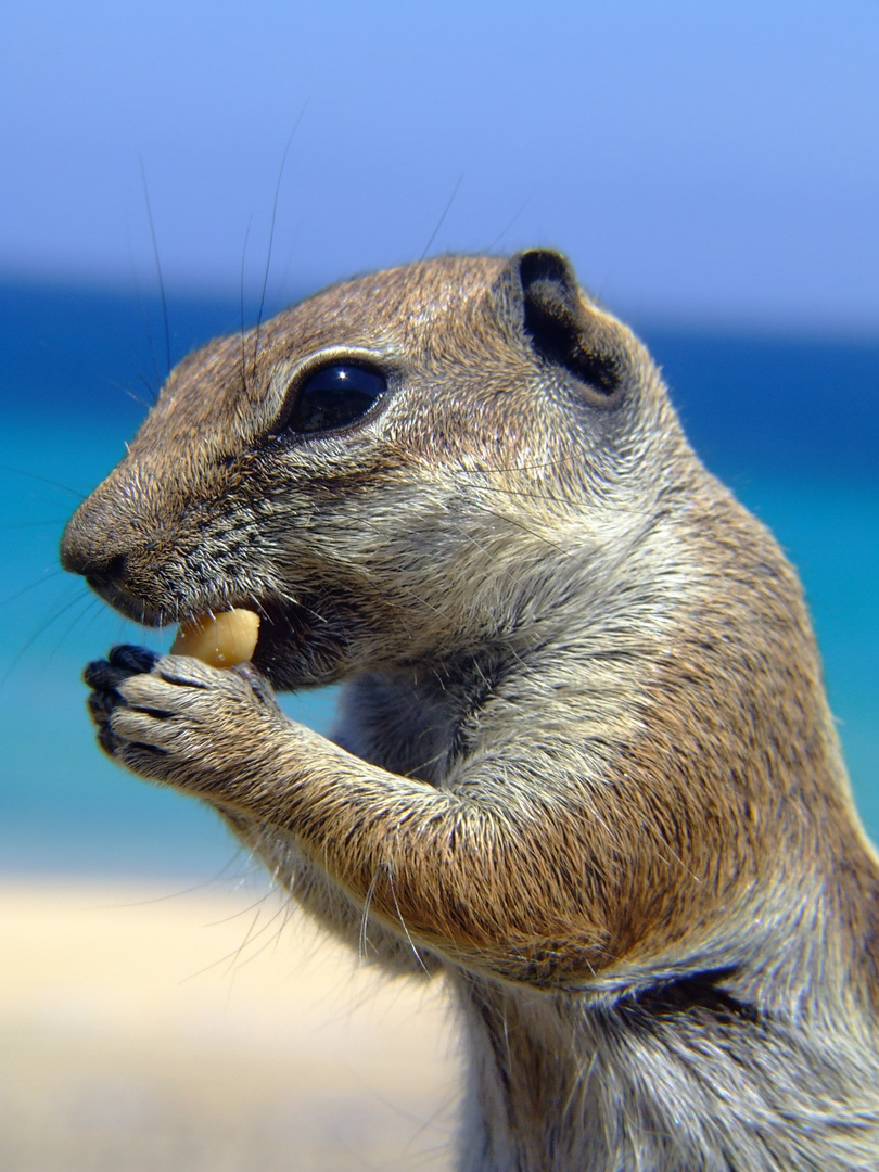 Atlashörnchen auf Fuerteventura