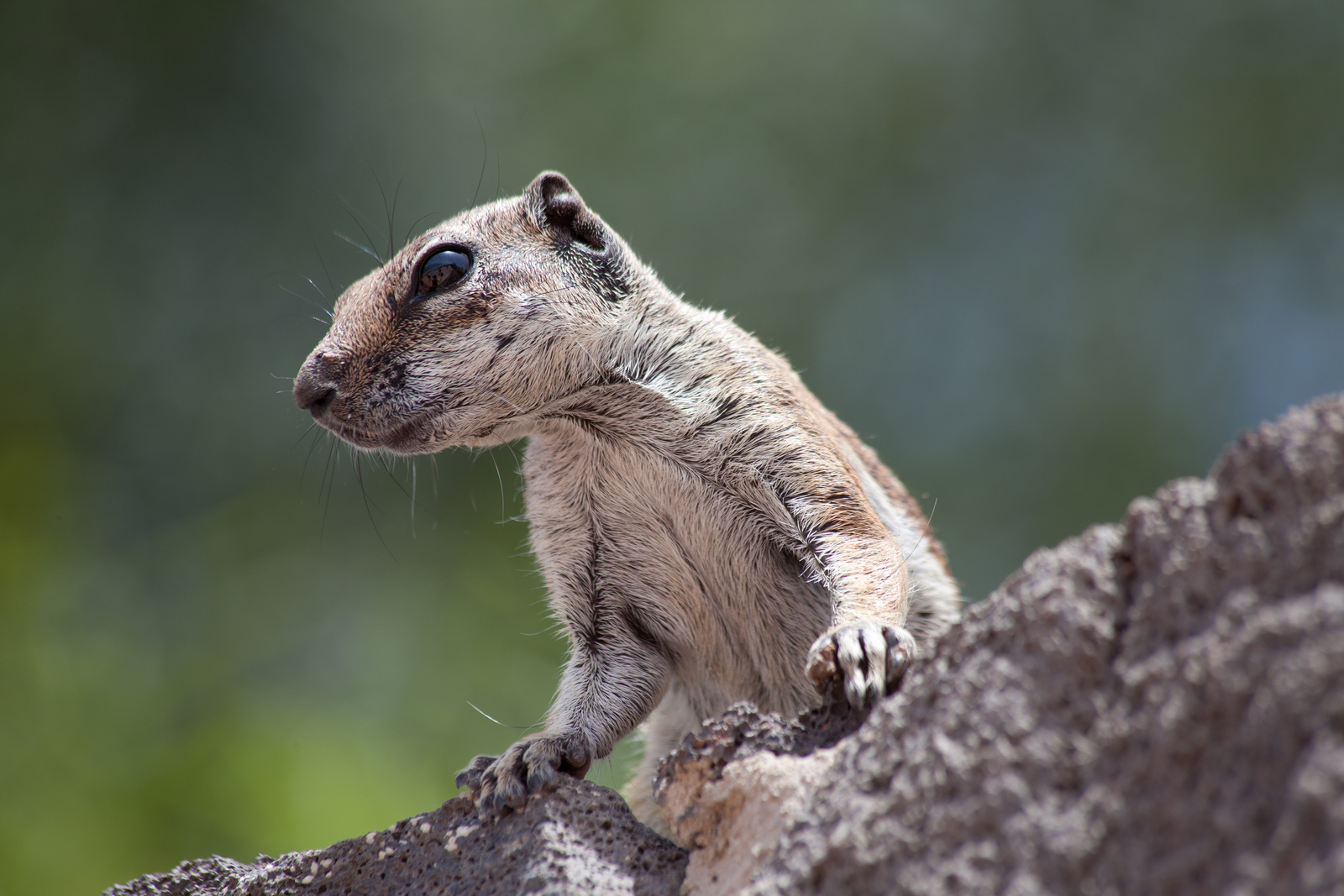 Atlashörnchen auf Fuerteventura, Morro del Jable