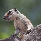 Atlashörnchen auf Fuerteventura, Morro del Jable