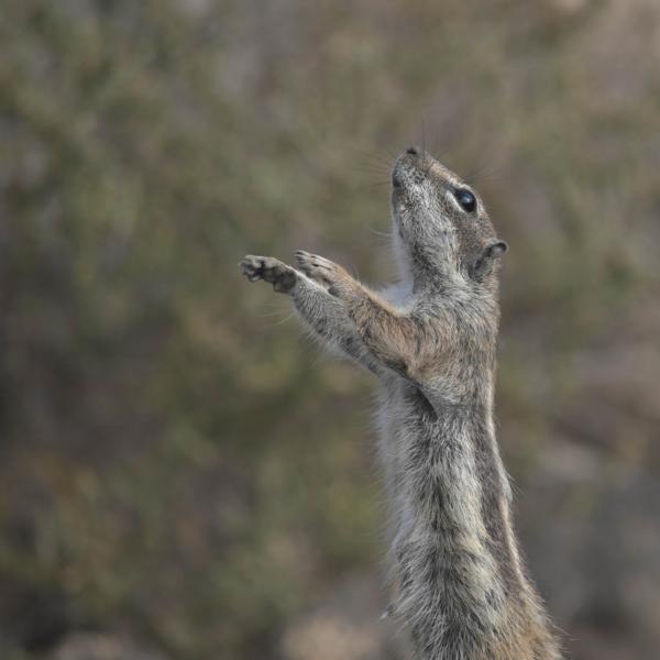 Atlashörnchen bei der Morgengymnastik