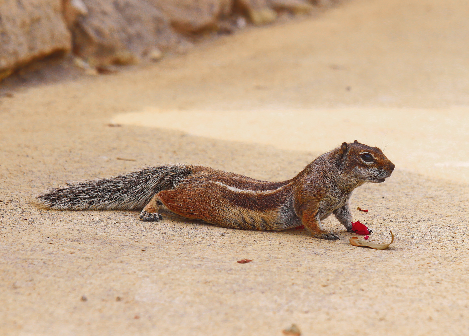 Atlashörnchen beim Frühsport