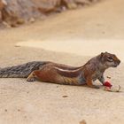 Atlashörnchen beim Frühsport