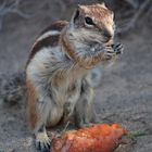 Atlashörnchen beim Frühstück