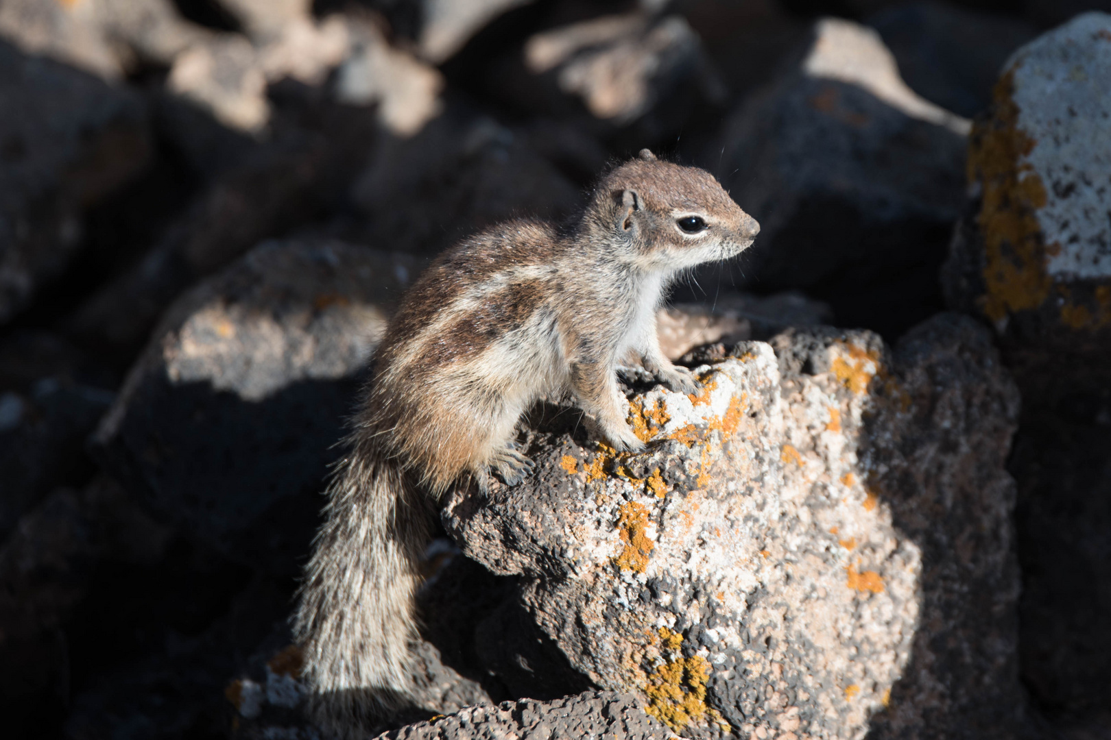 Atlashörnchen