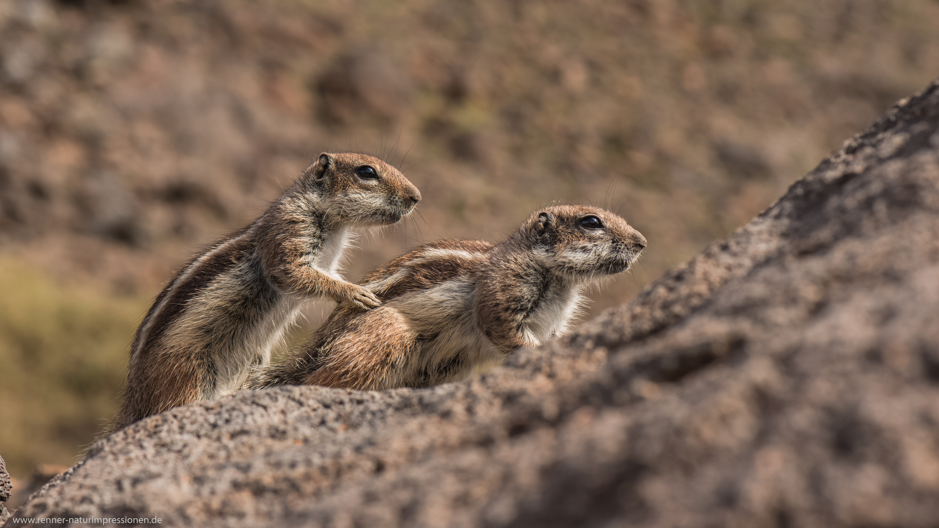 Atlashörnchen eine "Hübsche Bedrohung"