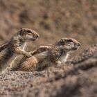 Atlashörnchen eine "Hübsche Bedrohung"