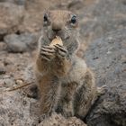 Atlashörnchen fressen aus der Hand