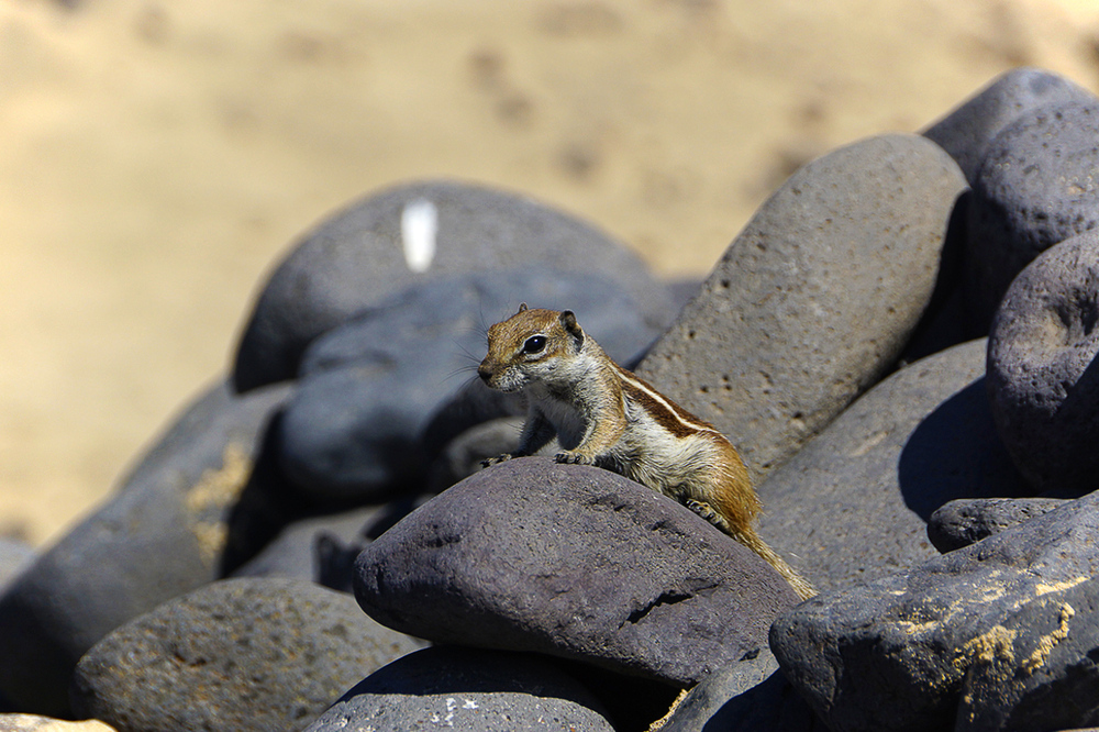 Atlashörnchen - Fuerteventura