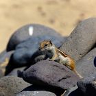 Atlashörnchen - Fuerteventura