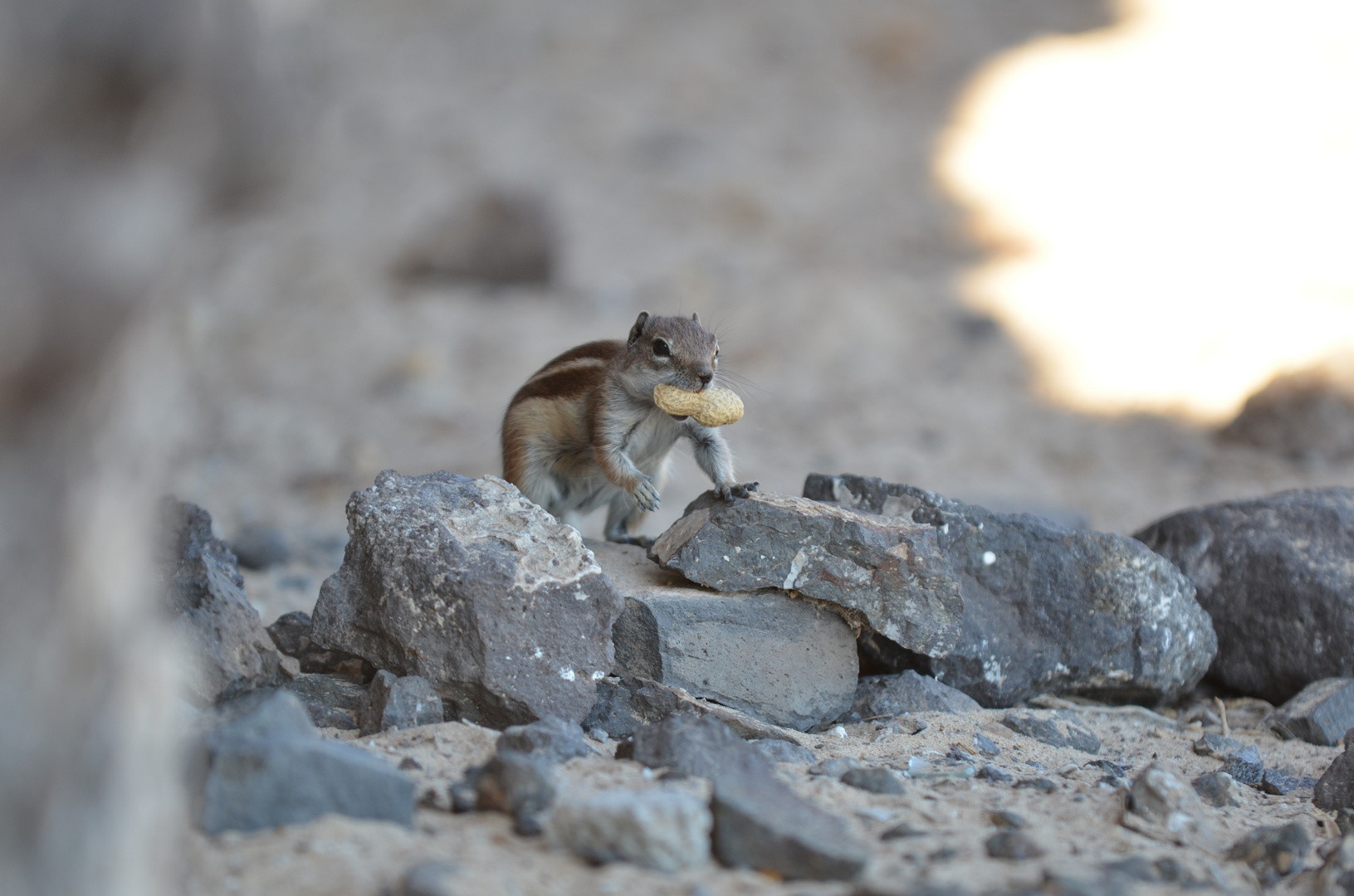 Atlashörnchen Fuerteventura