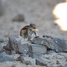 Atlashörnchen Fuerteventura