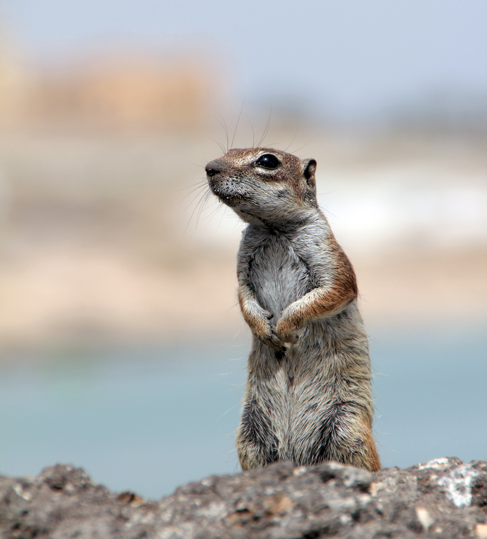 Atlashörnchen Fuerteventura