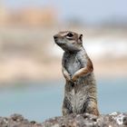 Atlashörnchen Fuerteventura