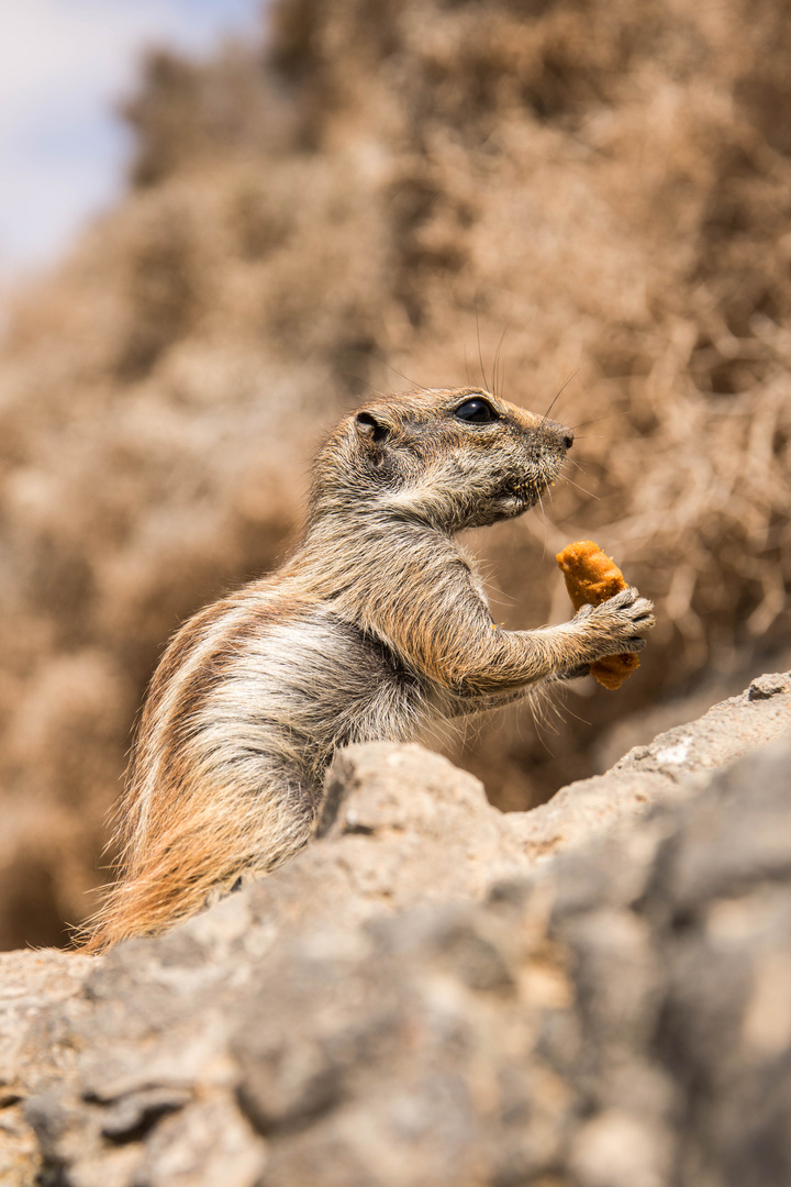 Atlashörnchen /  Fureteventura