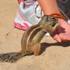 Atlashörnchen handzahm