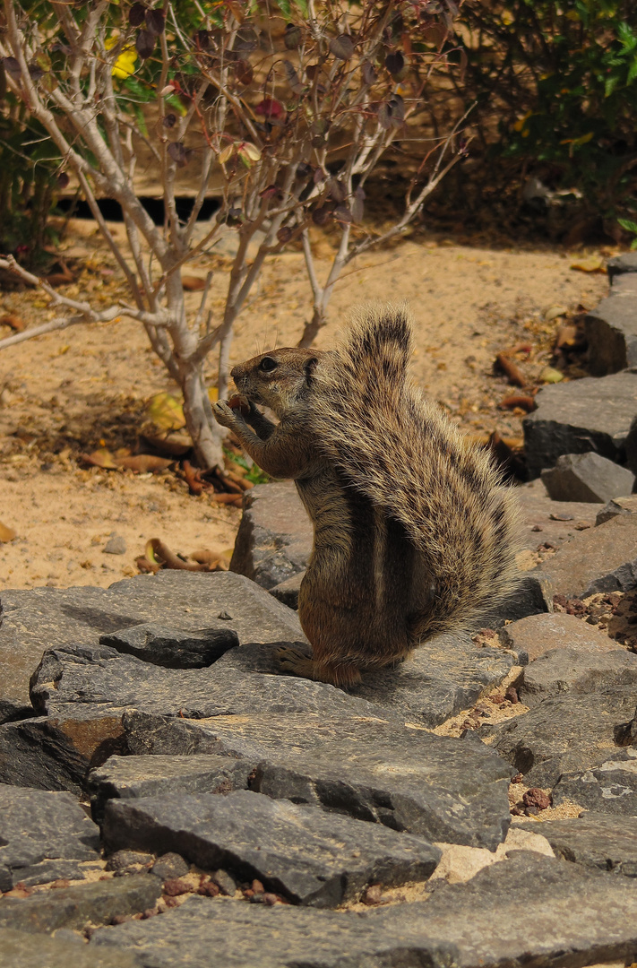 Atlashörnchen mit Sonnenschirm