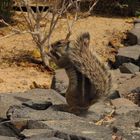 Atlashörnchen mit Sonnenschirm