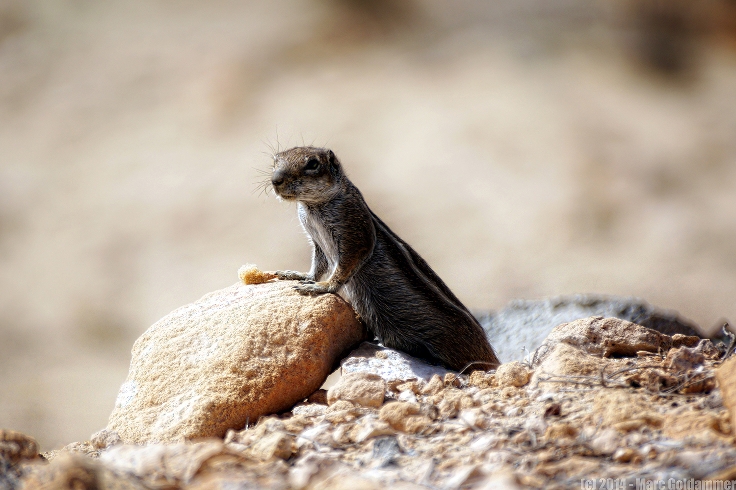 Atlashörnchen, Nordafrikanische Borstenhörnchen oder Berberhörnchen