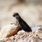 Atlashörnchen, Nordafrikanische Borstenhörnchen oder Berberhörnchen