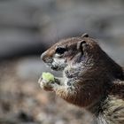 Atlashörnchen, Streifenhörnchen auf Fuerteventura