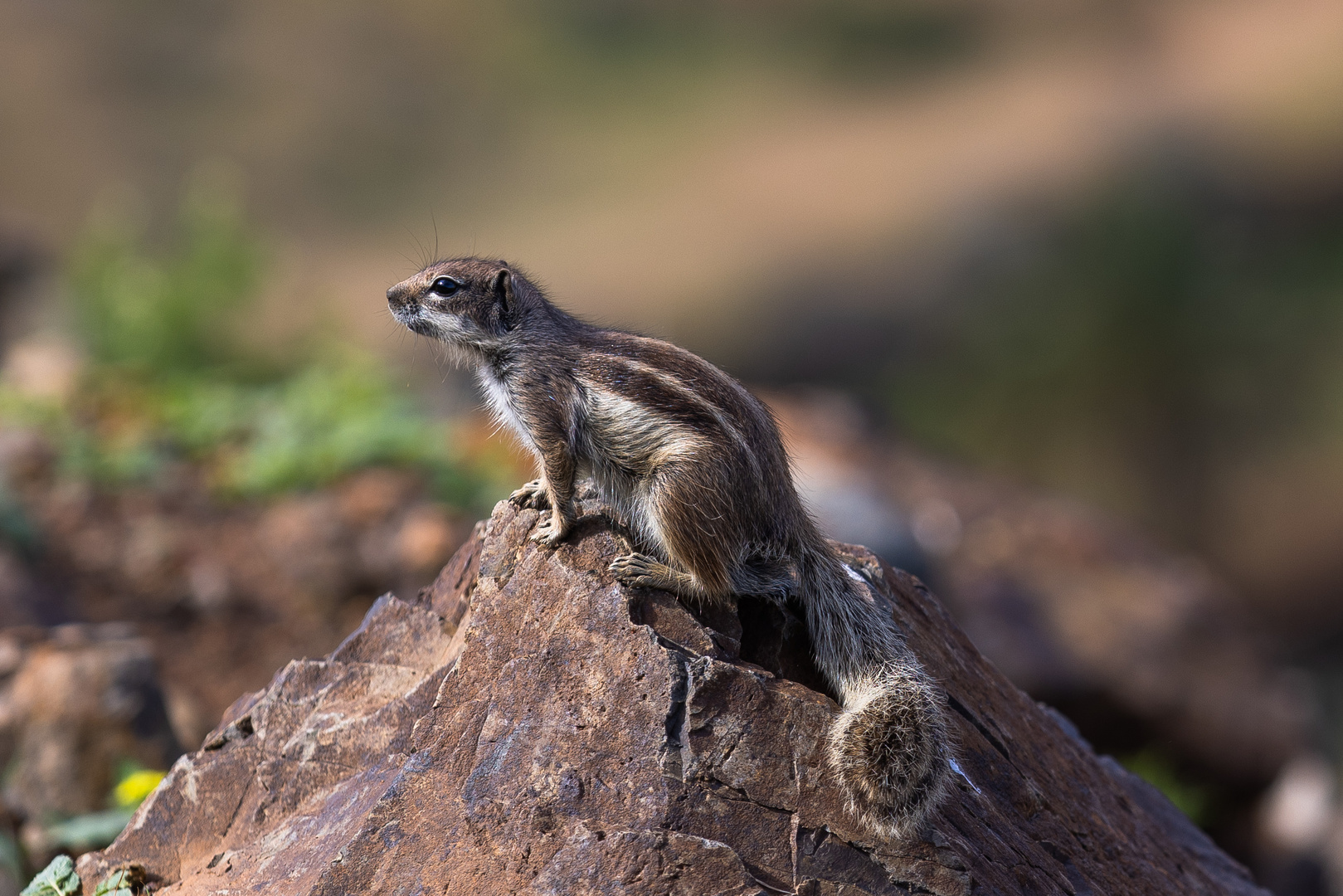 Atlashörnchen zum zweiten , dieses mal mit "Puschel" 